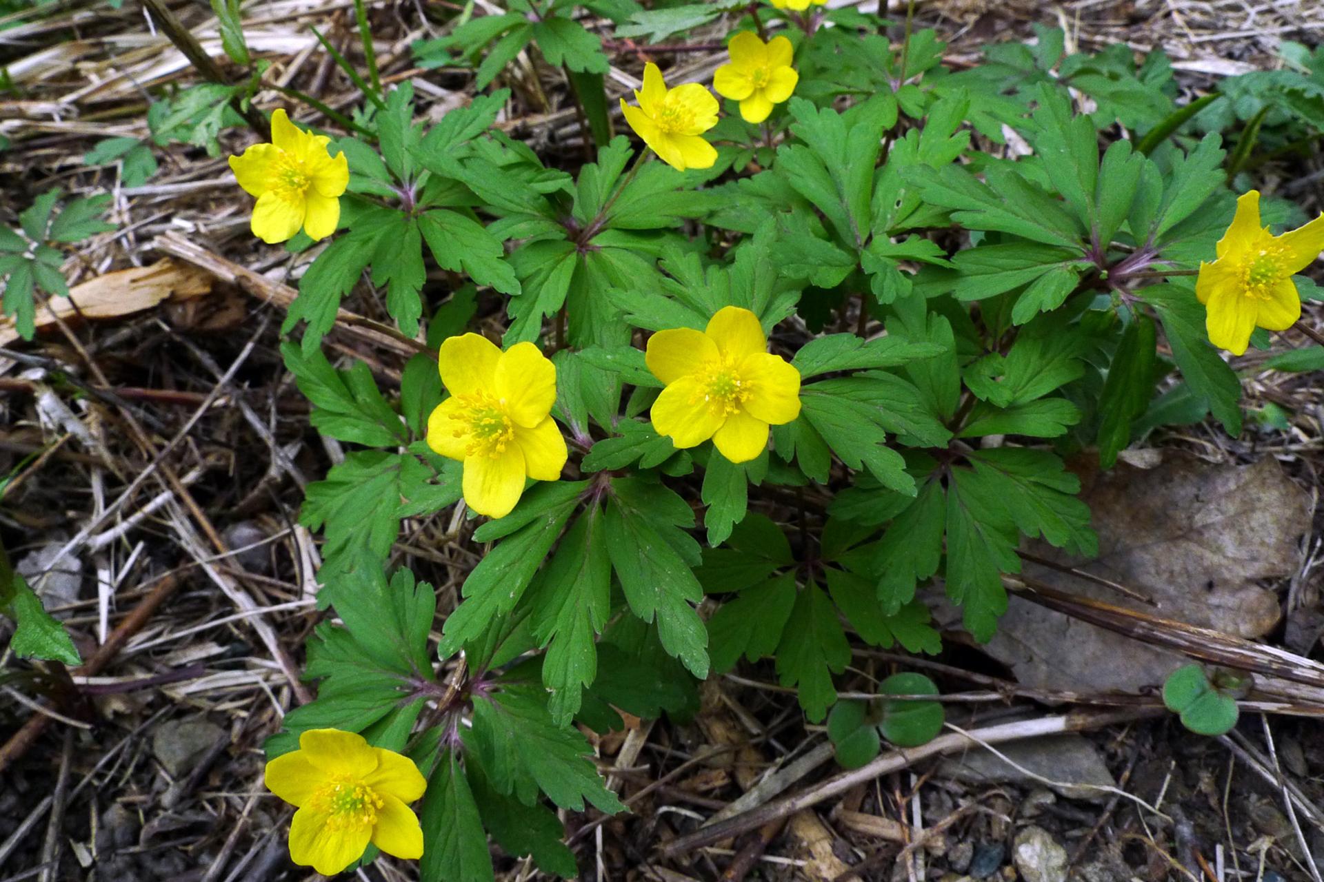 Anemone ranunculoides - Burgenland Flora