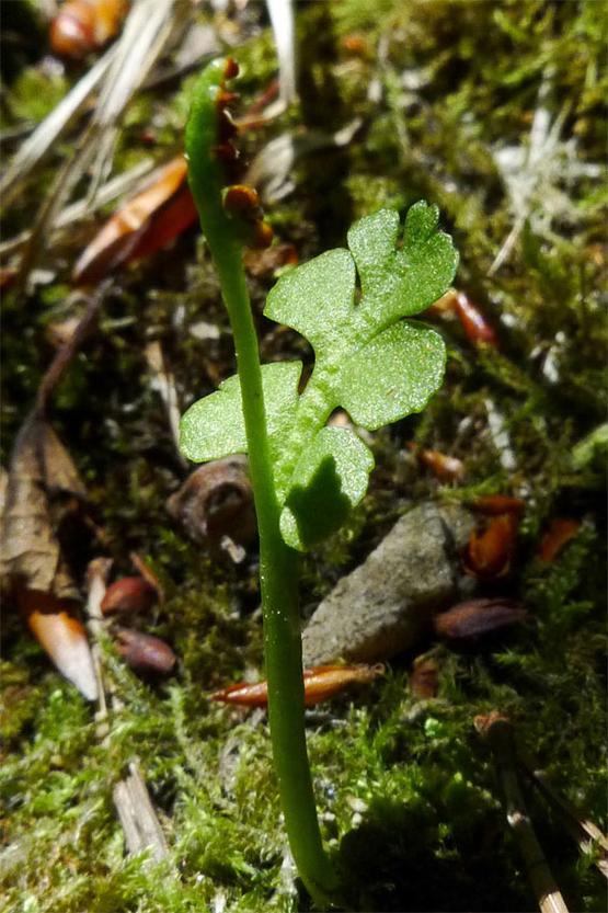 Botrychium lunaria - Burgenland Flora