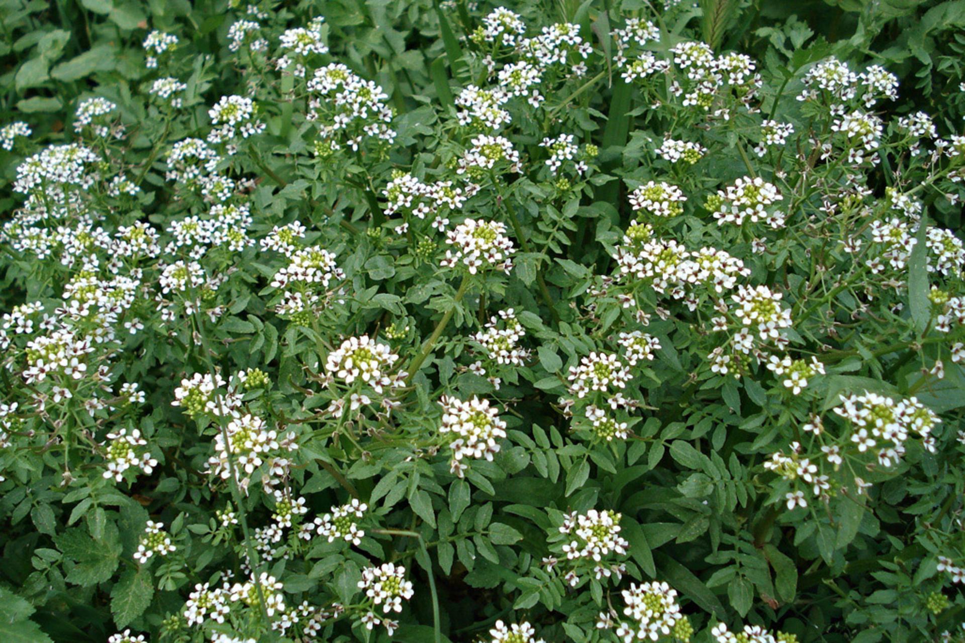 Nasturtium officinale (s.str.) - Burgenland Flora
