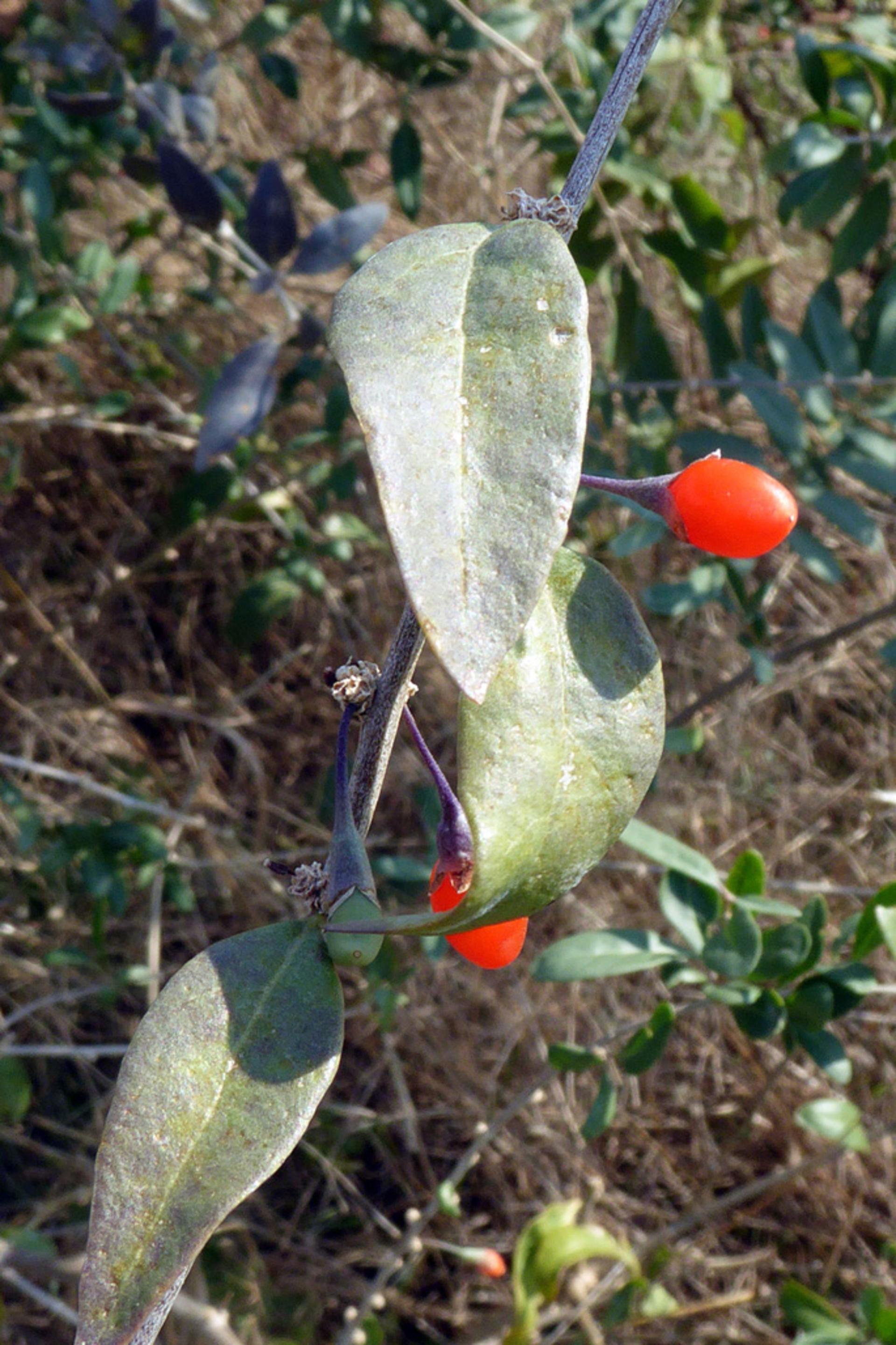 Lycium barbarum - Burgenland Flora