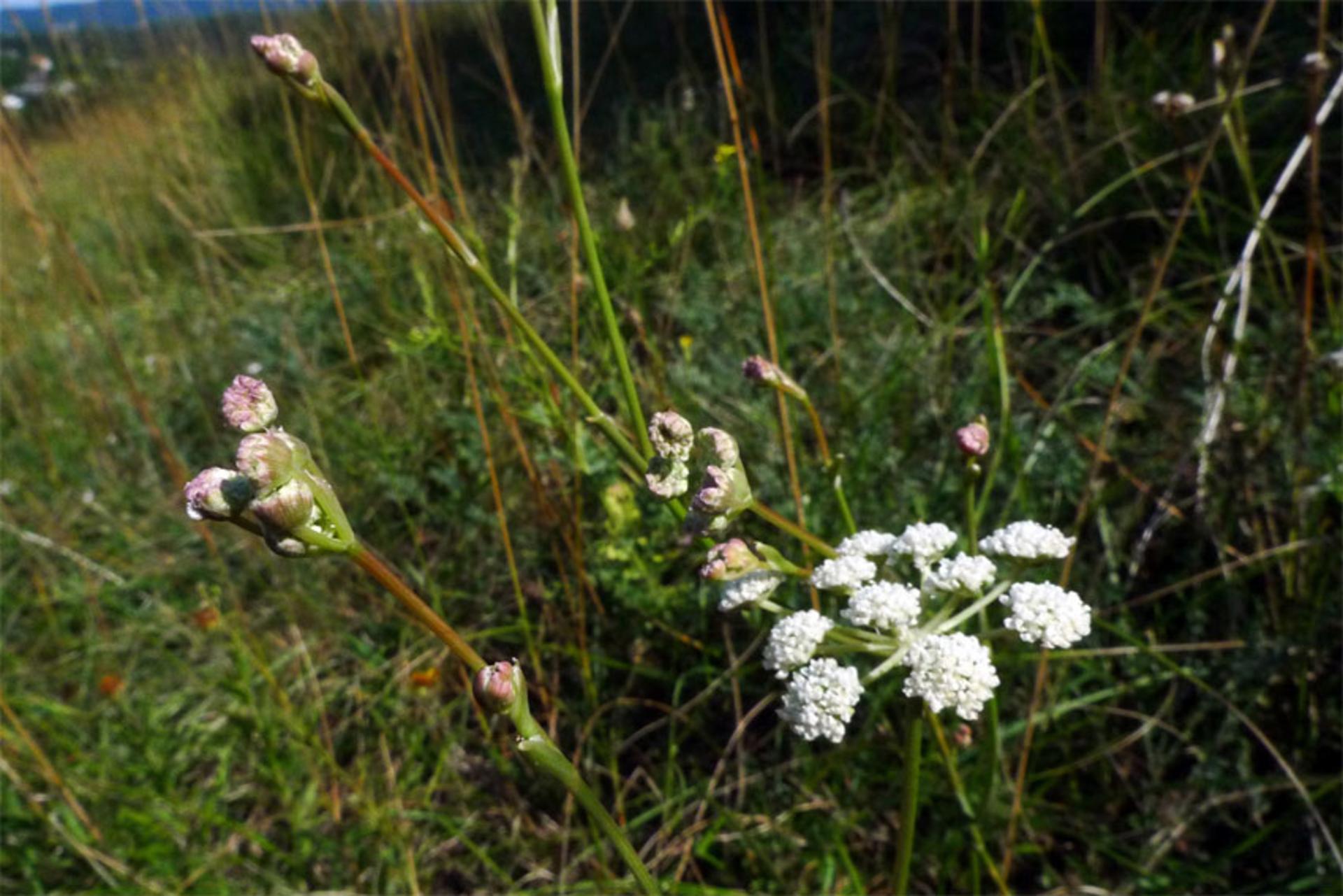 Seseli Seseli hippomarathrum - Burgenland Flora