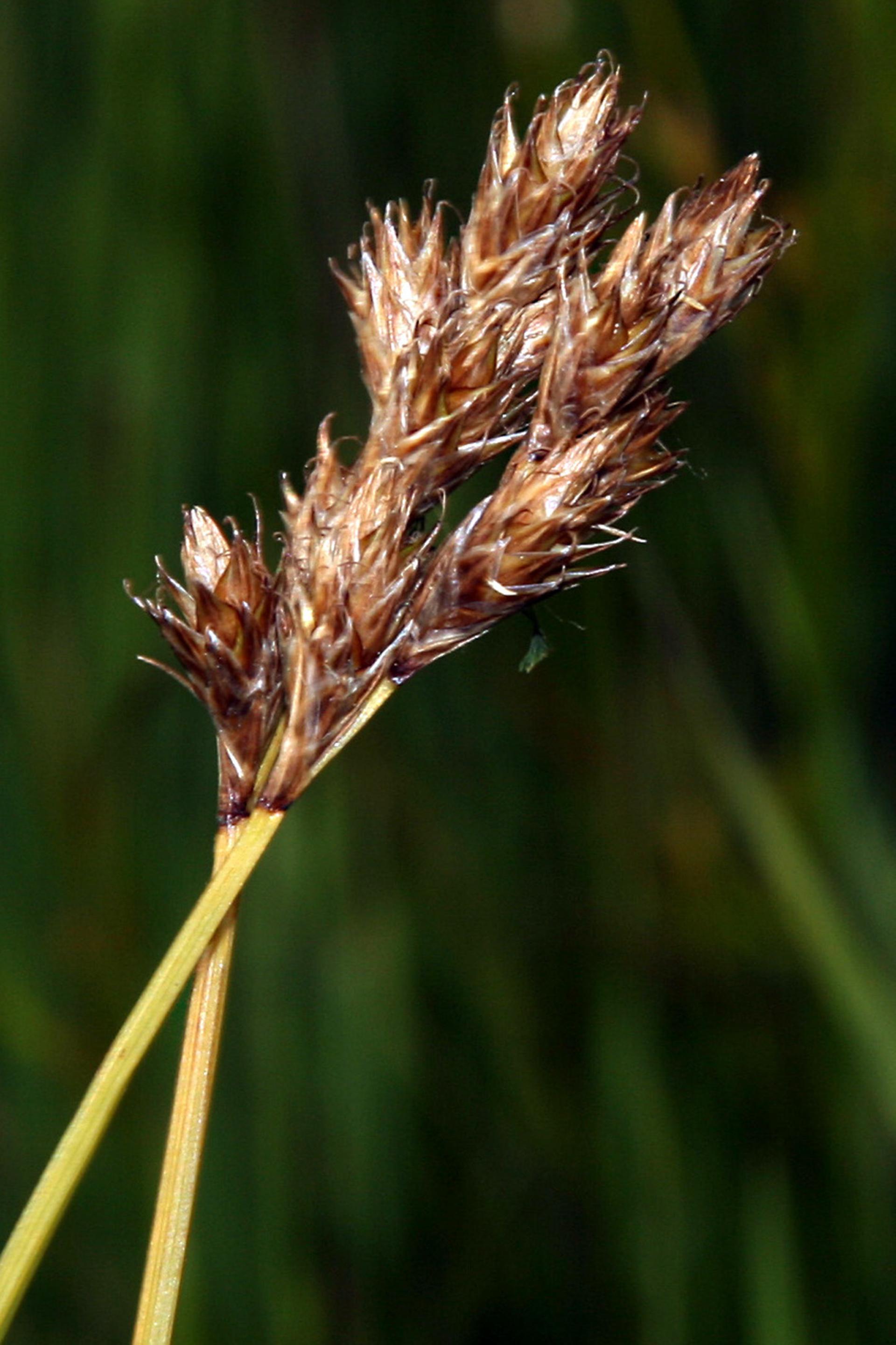 Carex leporina