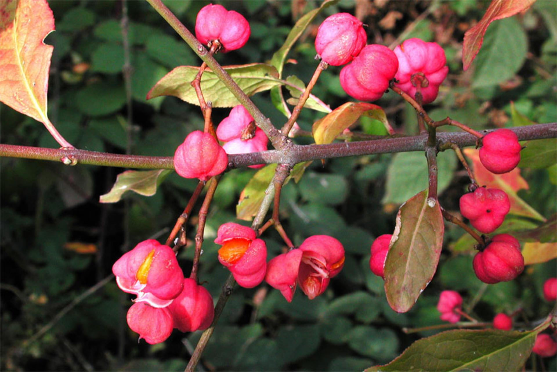 Euonymus Europaeus Burgenland Flora Euonymus Europaeus Burgenland Flora